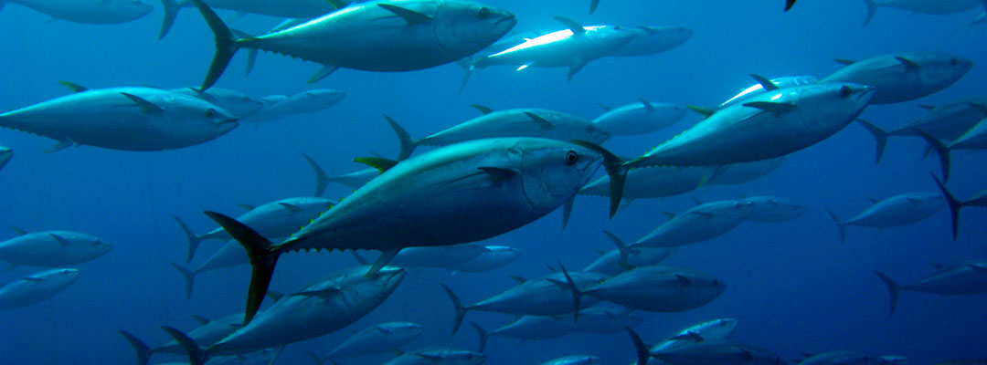 Pesca del atún: ¿Qué tener en cuenta este 2022?