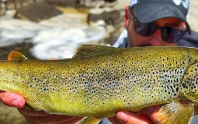 Pesca de SALMÓNIDOS en alta montaña 