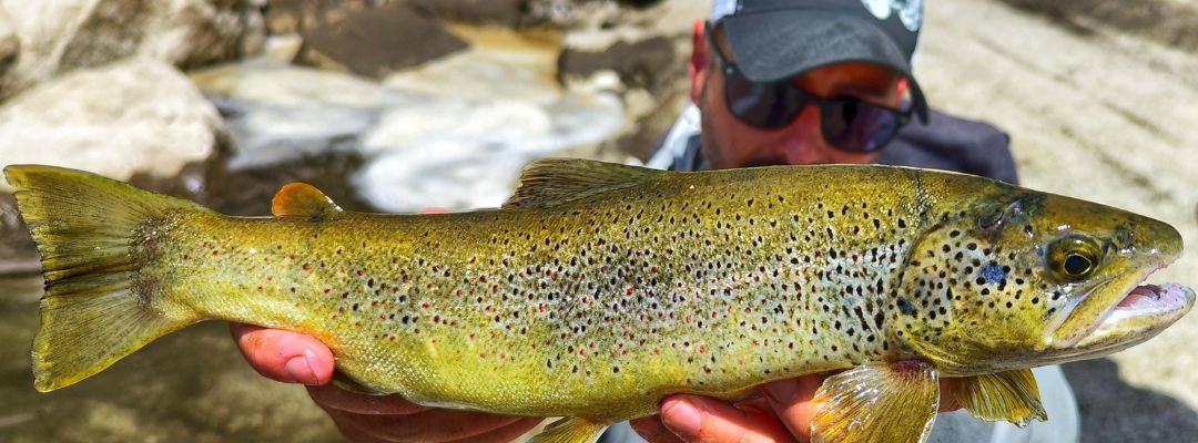 Pesca de SALMÓNIDOS en alta montaña 