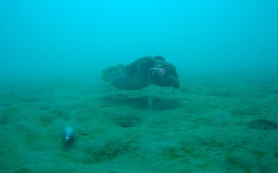 Pesca de la sepia desde embarcación y desde costa