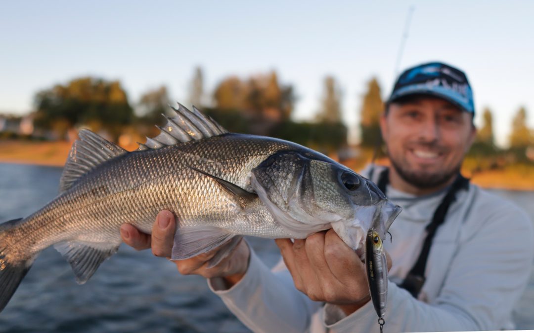 LA PESCA DE LA LUBINA, SEGÚN LAS ESTACIONES