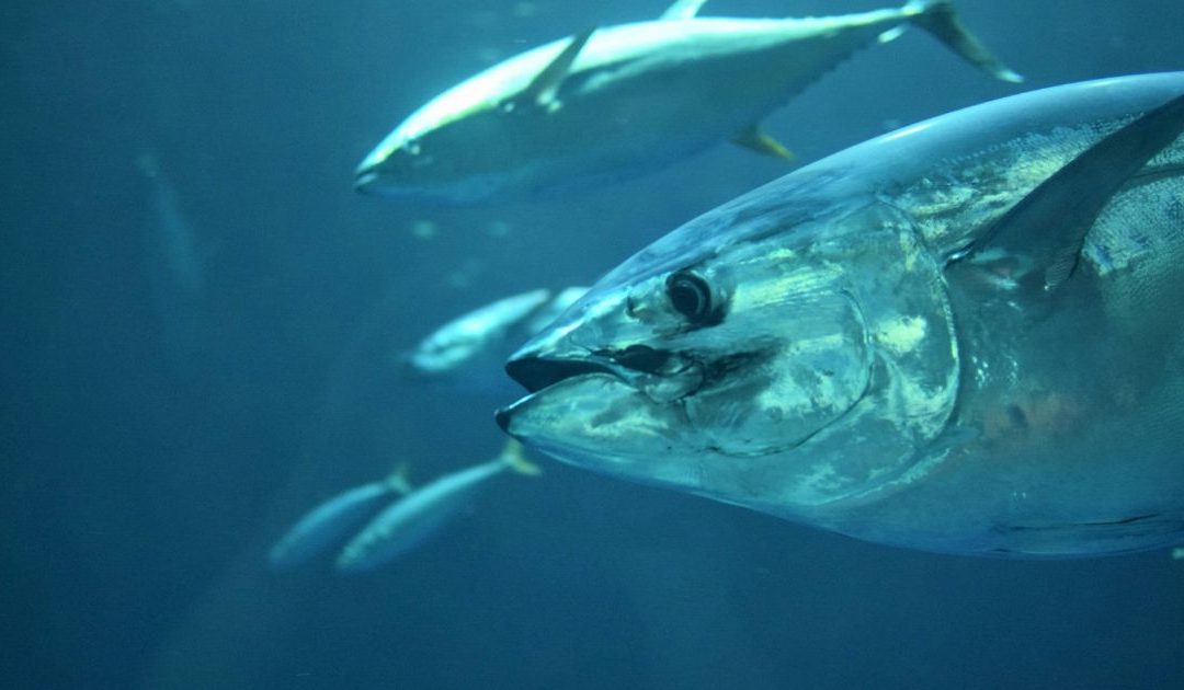 ¡A la Caza del Gigante Rojo! Prepara el Mejor Equipo para la Pesca de Atún Rojo