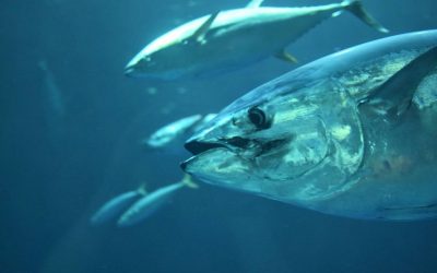 ¡A la Caza del Gigante Rojo! Prepara el Mejor Equipo para la Pesca de Atún Rojo