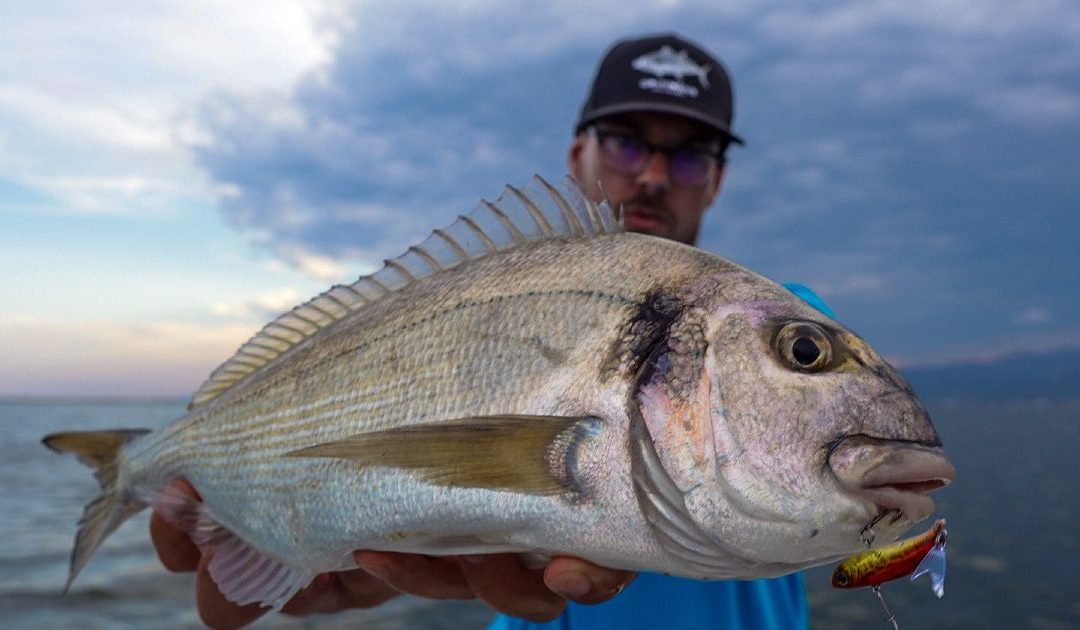 Doradas a Spinning en España: Guía Completa para Capturar un Depredador Cauteloso