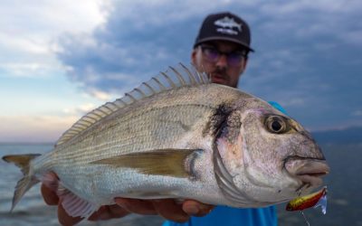 Doradas a Spinning en España: Guía Completa para Capturar un Depredador Cauteloso